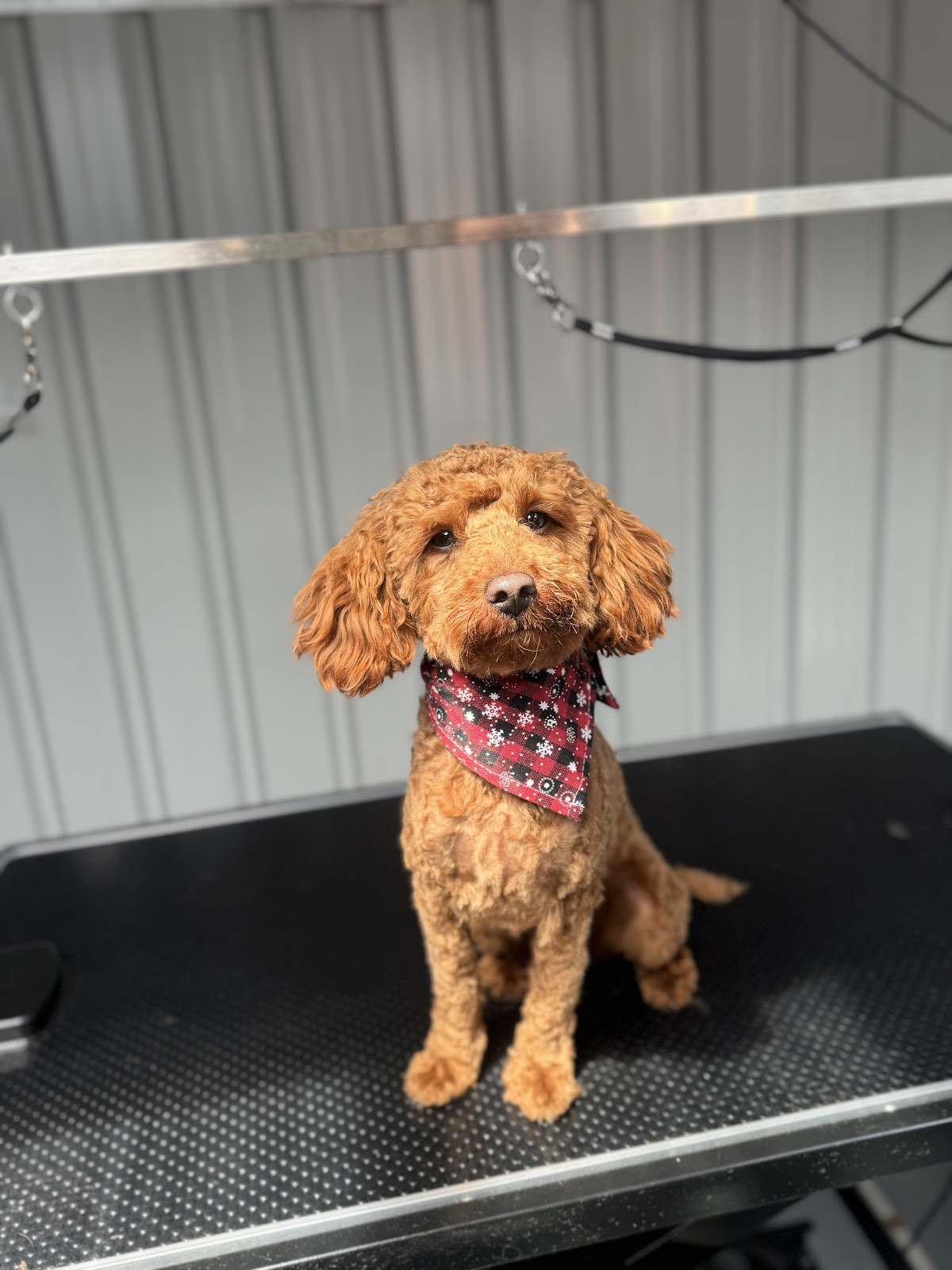 Red Groodle with bandana on grooming table, ready for a full groom at salon.