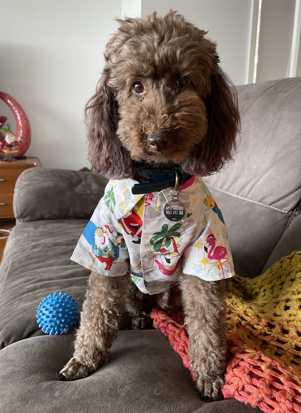 Purple Patch Pet Parlour