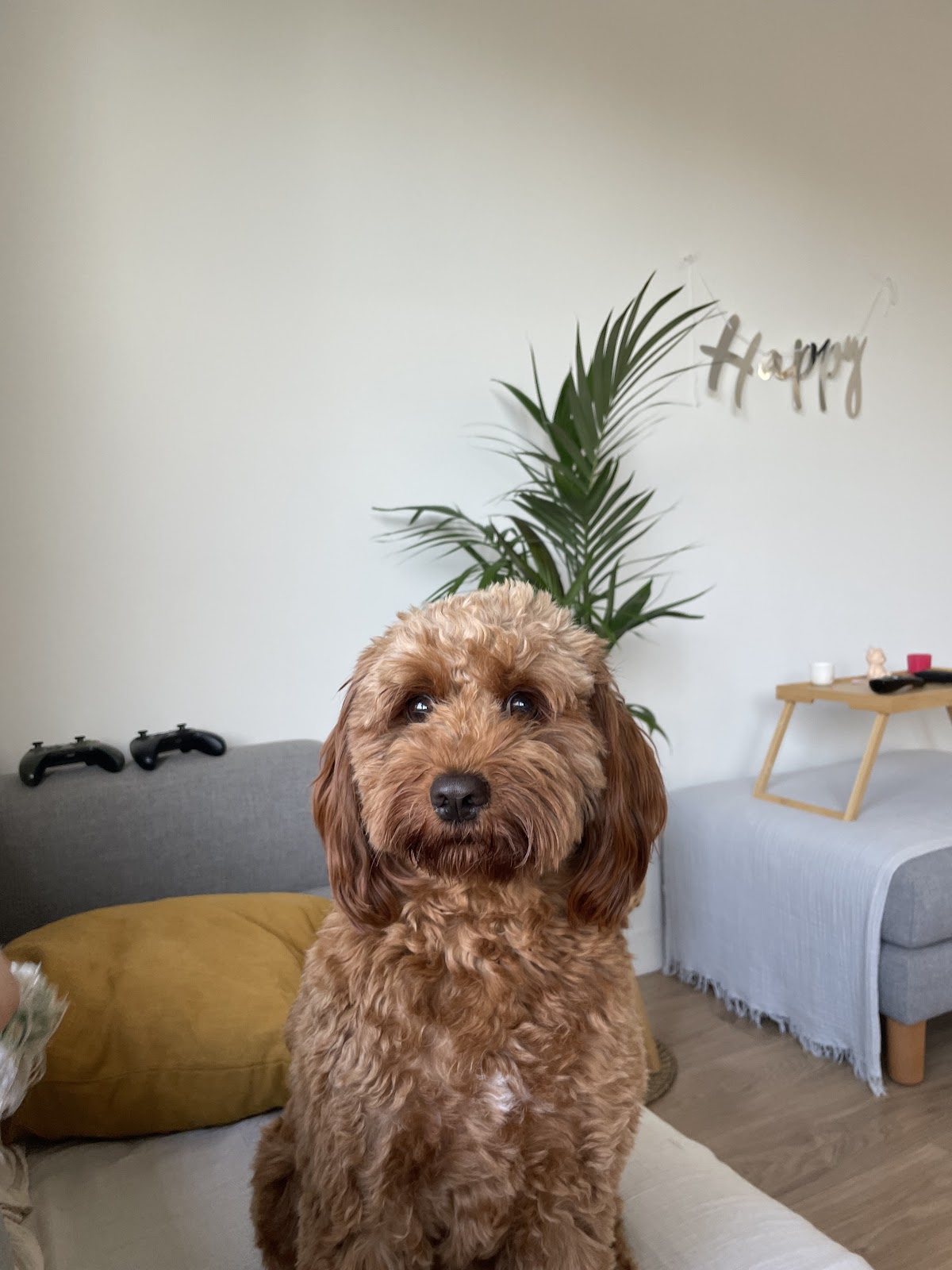 Cute groodle sitting on a couch in a living room, looking at the camera.