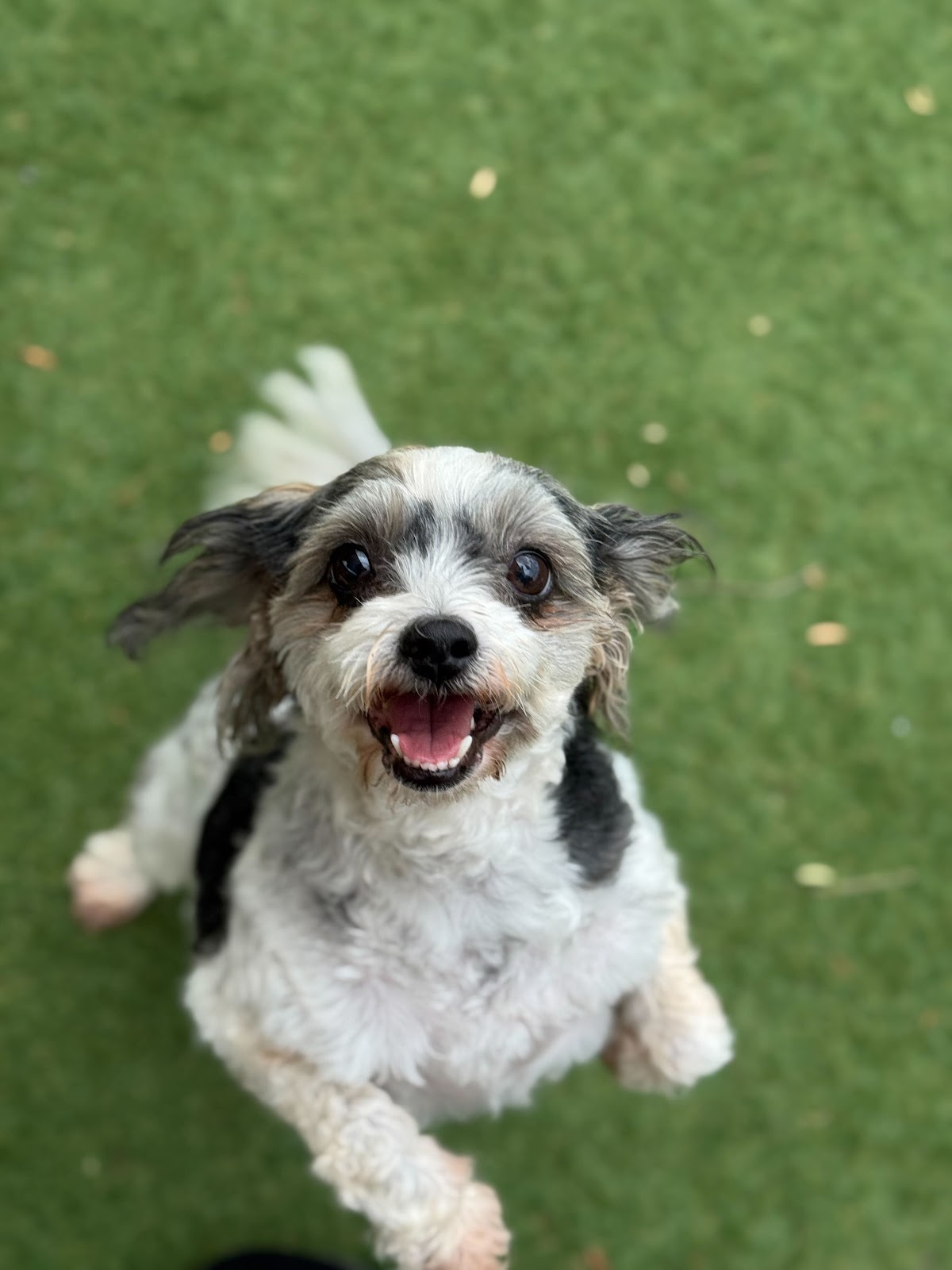 Smiling dog with a playful expression looking up at the camera. Unknown breed, enjoying outdoor time.