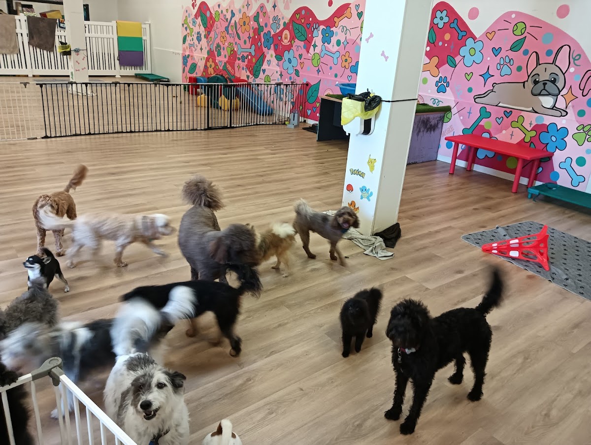 Oodles and More Doggy Daycare and Grooming pet grooming salon - Photo 5