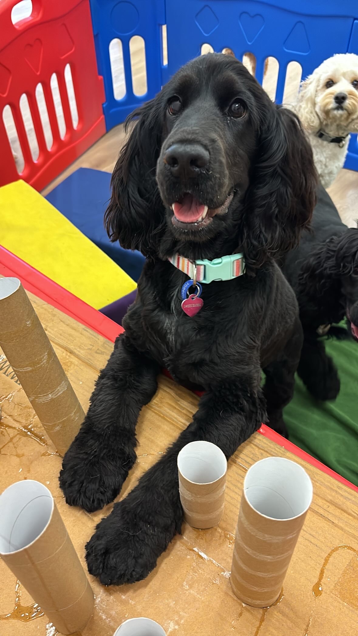 Oodles and More Doggy Daycare and Grooming pet grooming salon - Photo 8