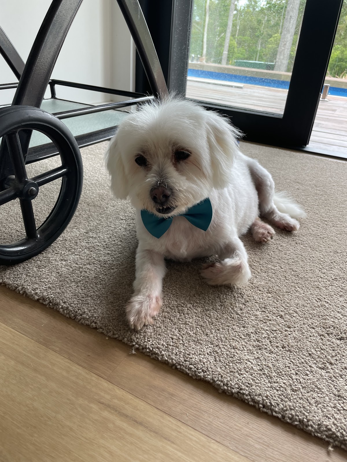 Miss Chi Canine Salon pet grooming salon - Photo 5