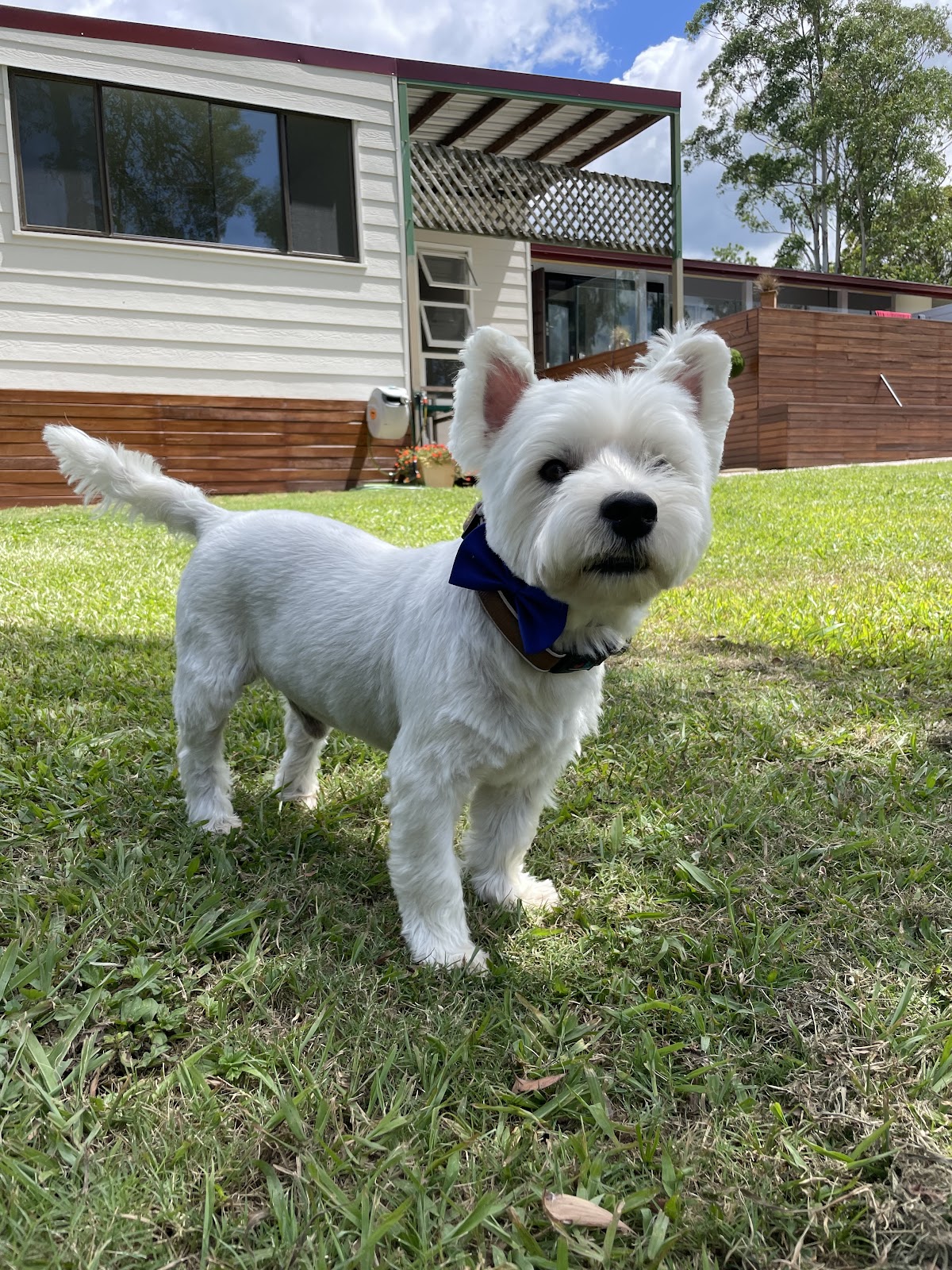 Miss Chi Canine Salon pet grooming salon - Photo 7