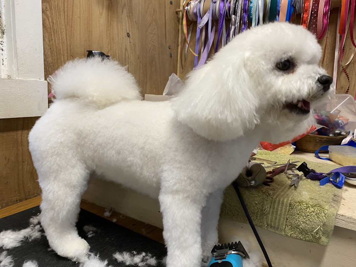 Belgrave Dog Grooming