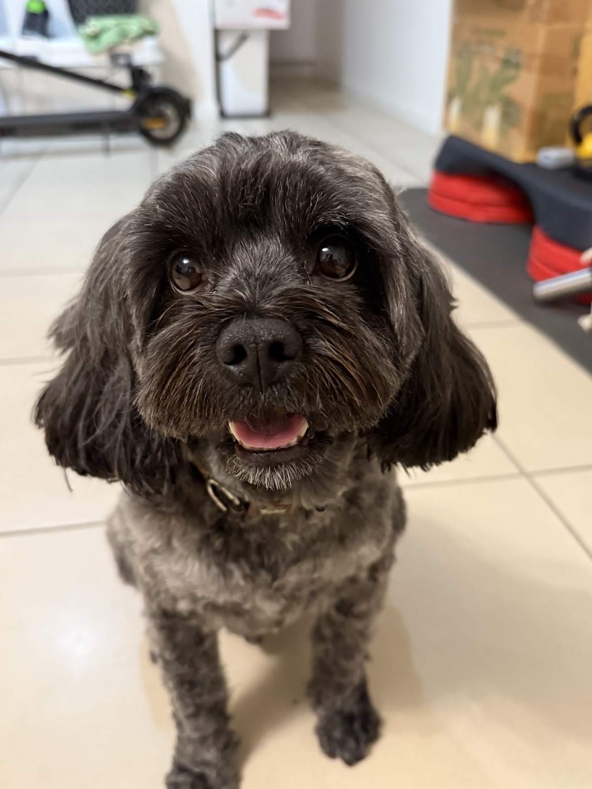 Floofy & Co Grooming Studio