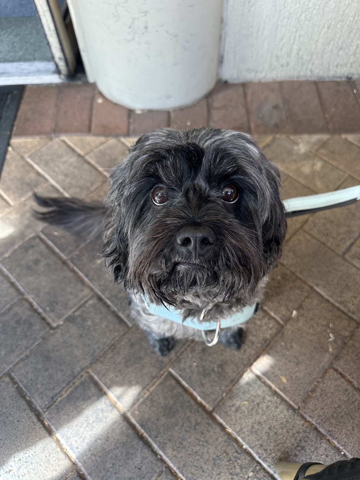 Black Cavoodle looking up at camera with a light blue collar. Outdoor pet grooming portrait.