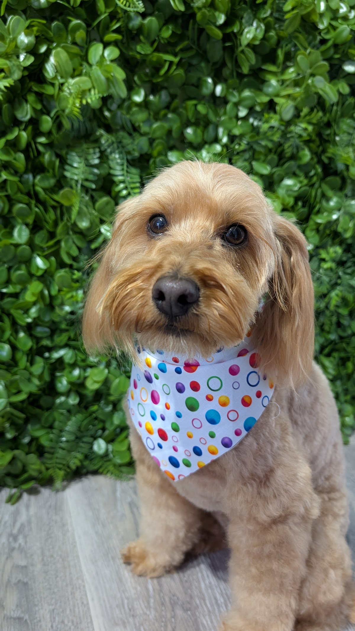 KJ Paws Grooming pet grooming salon - Photo 8