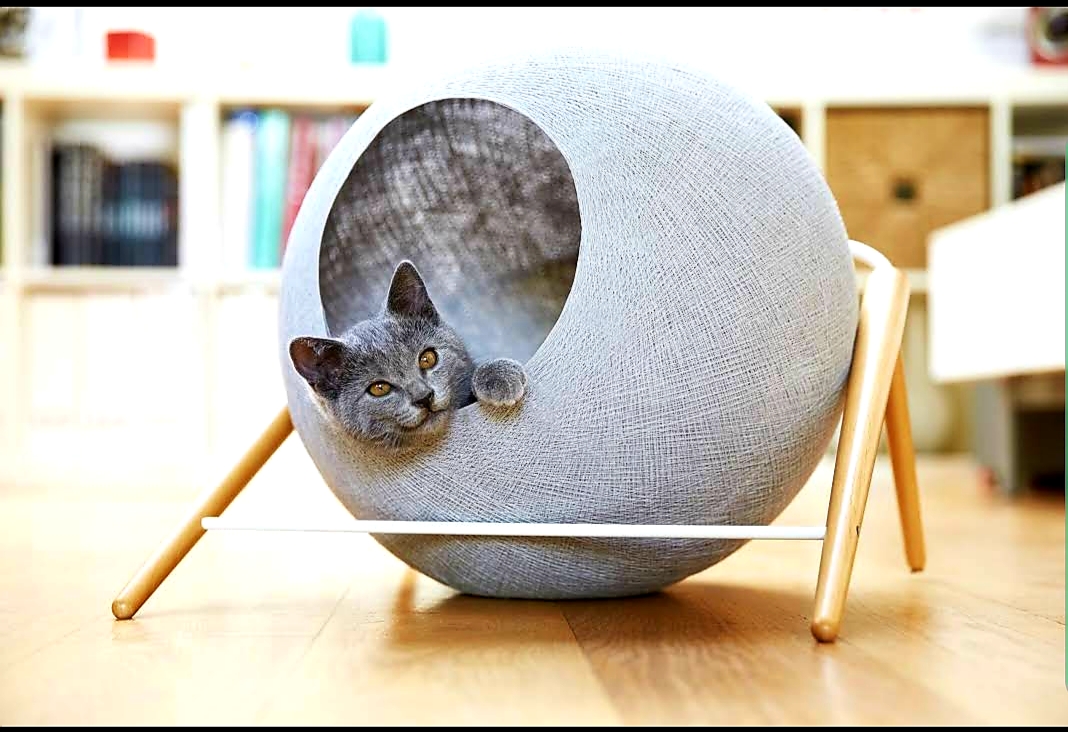 Grey cat peeking out of a modern cat scratching dome on wooden floor.