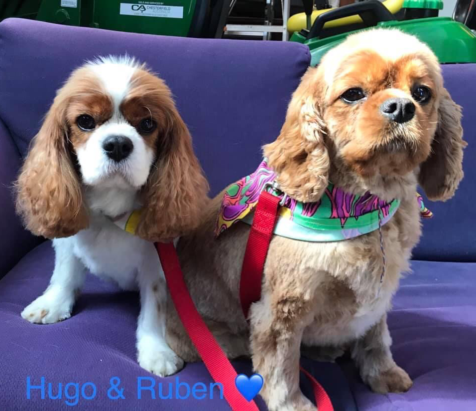 Dog Grooming by Cass