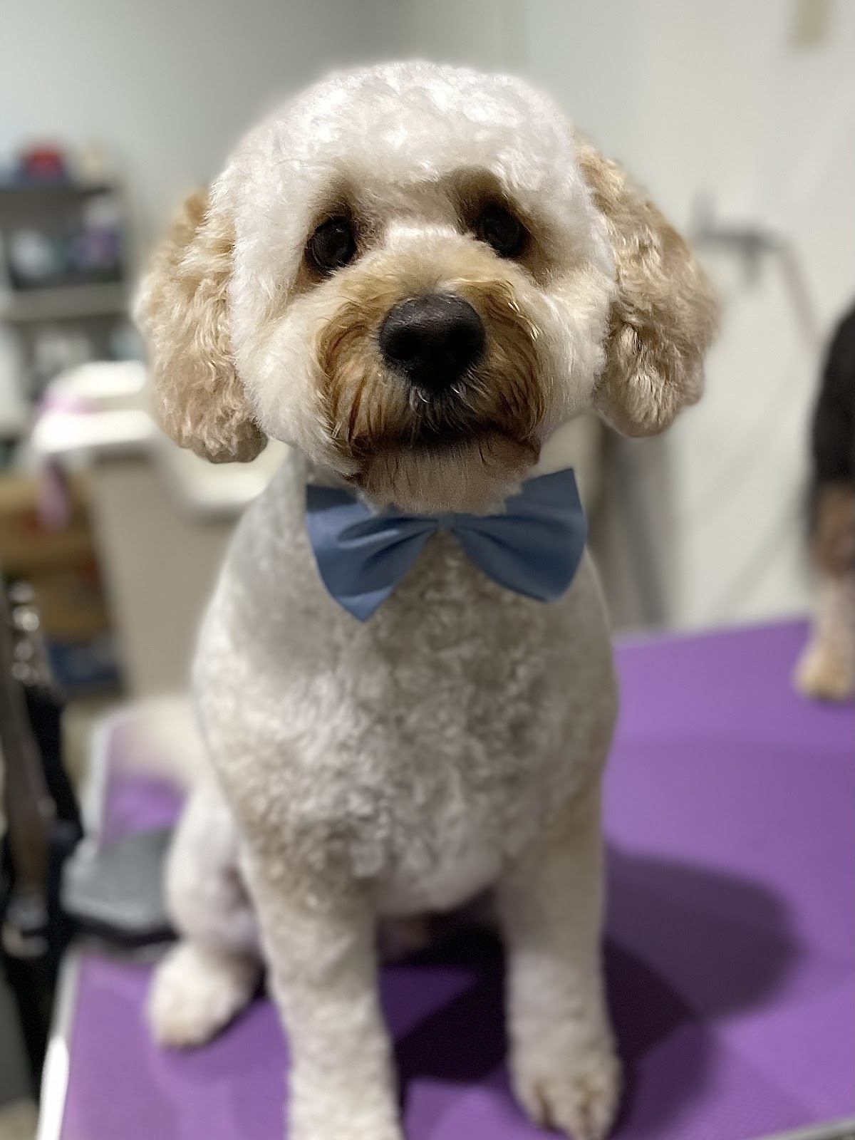 Lacey’s Grooming Room