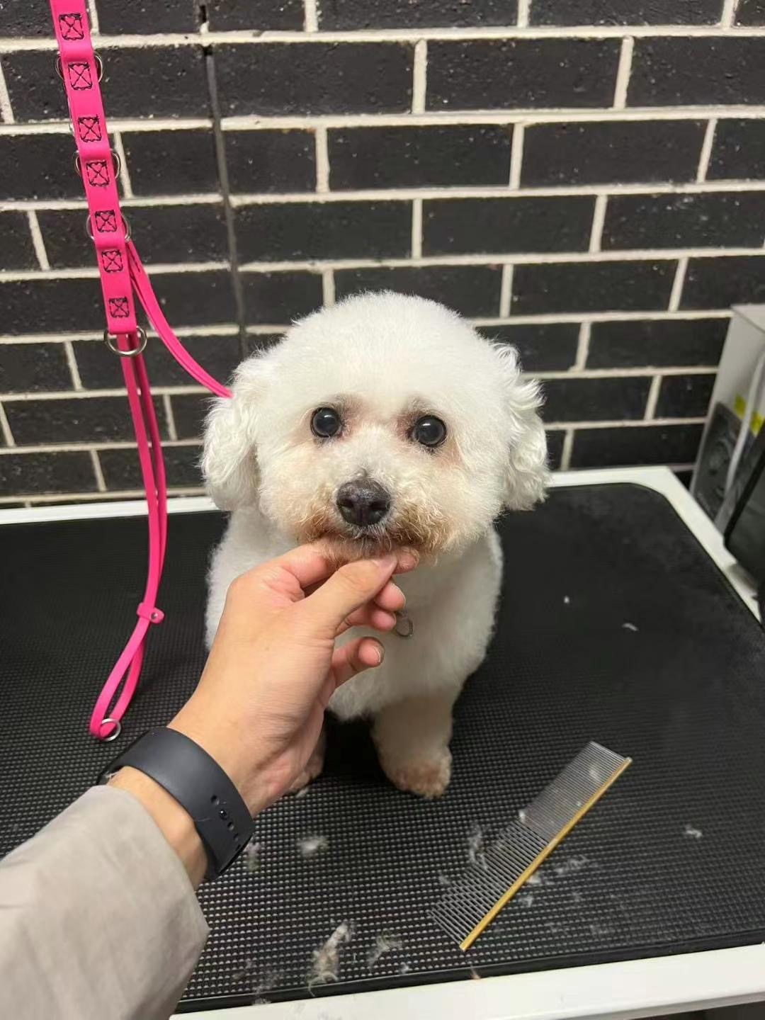 White Bichon Frise getting groomed on table, with grooming tools nearby.
