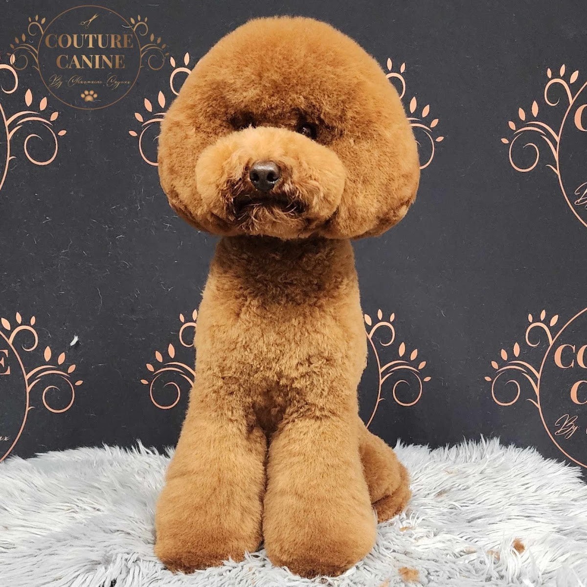 Golden poodle with teddy bear cut posing on a grooming table.