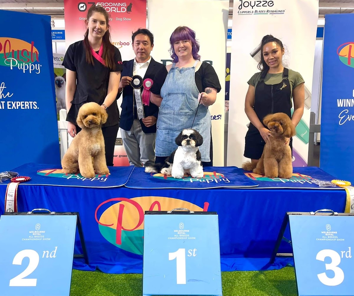Shih Tzu dog standing on podium with groomer, winning 1st place at a grooming show.