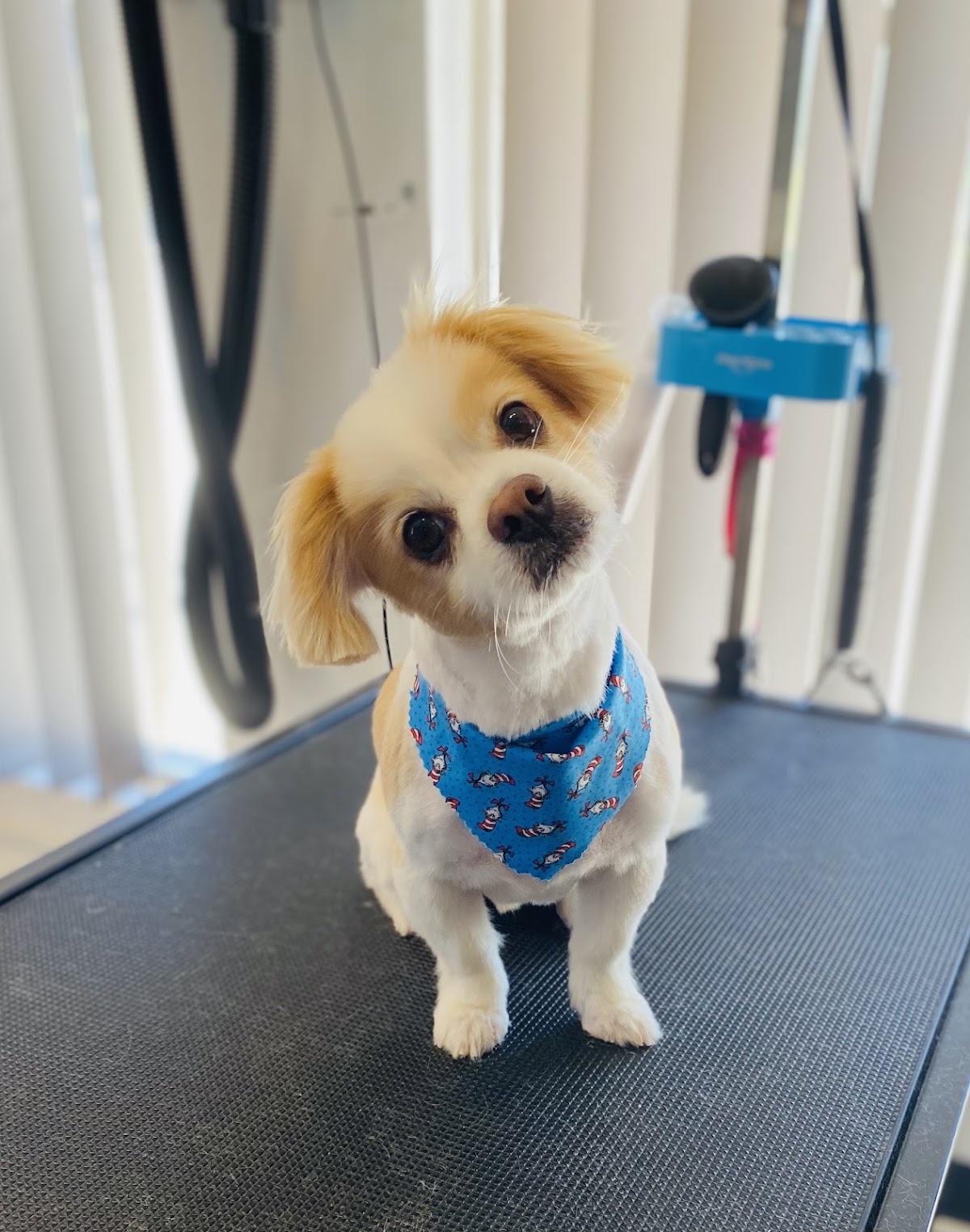 Heavenly Paws Dog Grooming & Washing