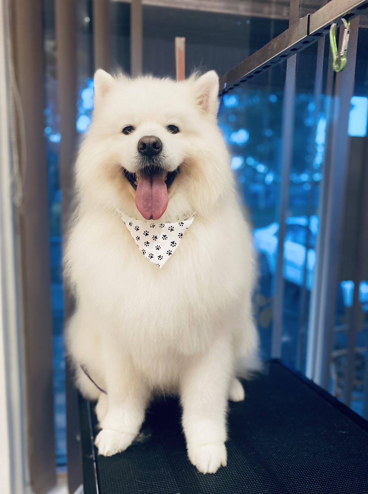 Smiling samoyed with fluffy coat on a treadmill at grooming salon.