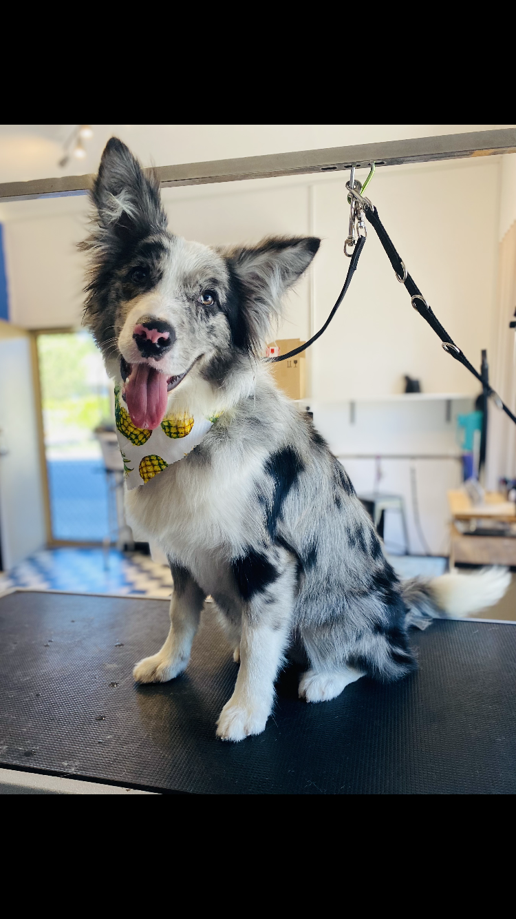 Border Collie on grooming table at salon, wearing a pineapple patterned bandana.