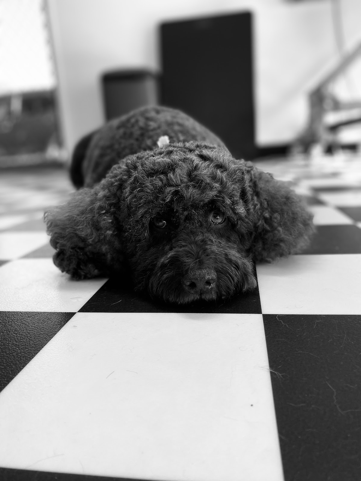 Black poodle lying on black and white checkered floor in a salon.