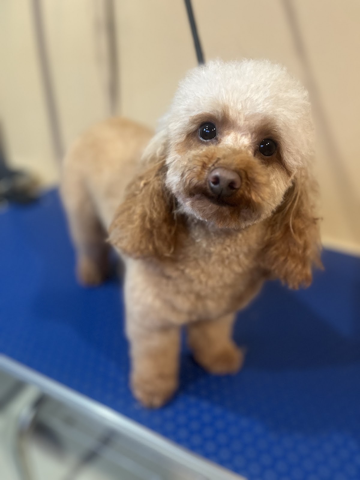 Barks & Bubbles Canberra