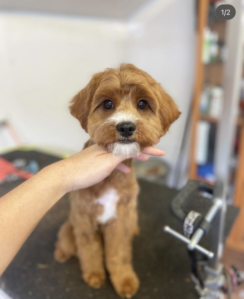 All Breed Dog Grooming