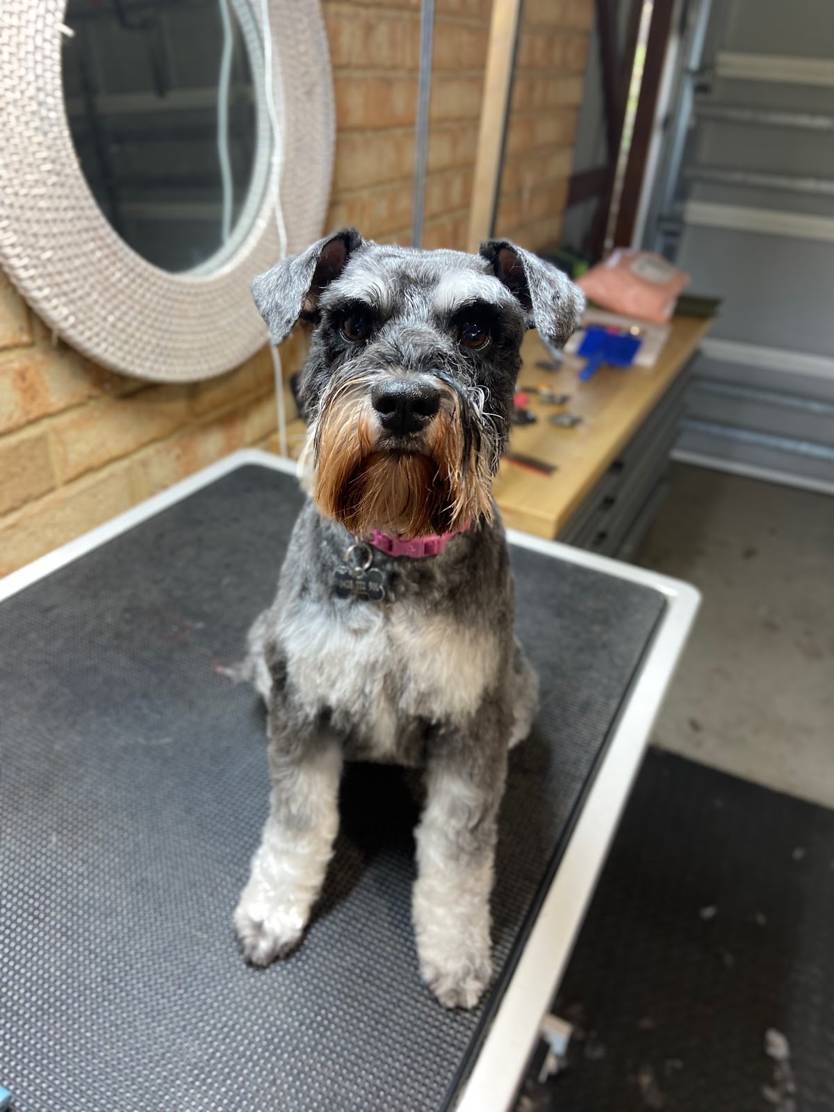 Grey schnauzer sitting on grooming table, likely after a full groom. Pink collar visible.