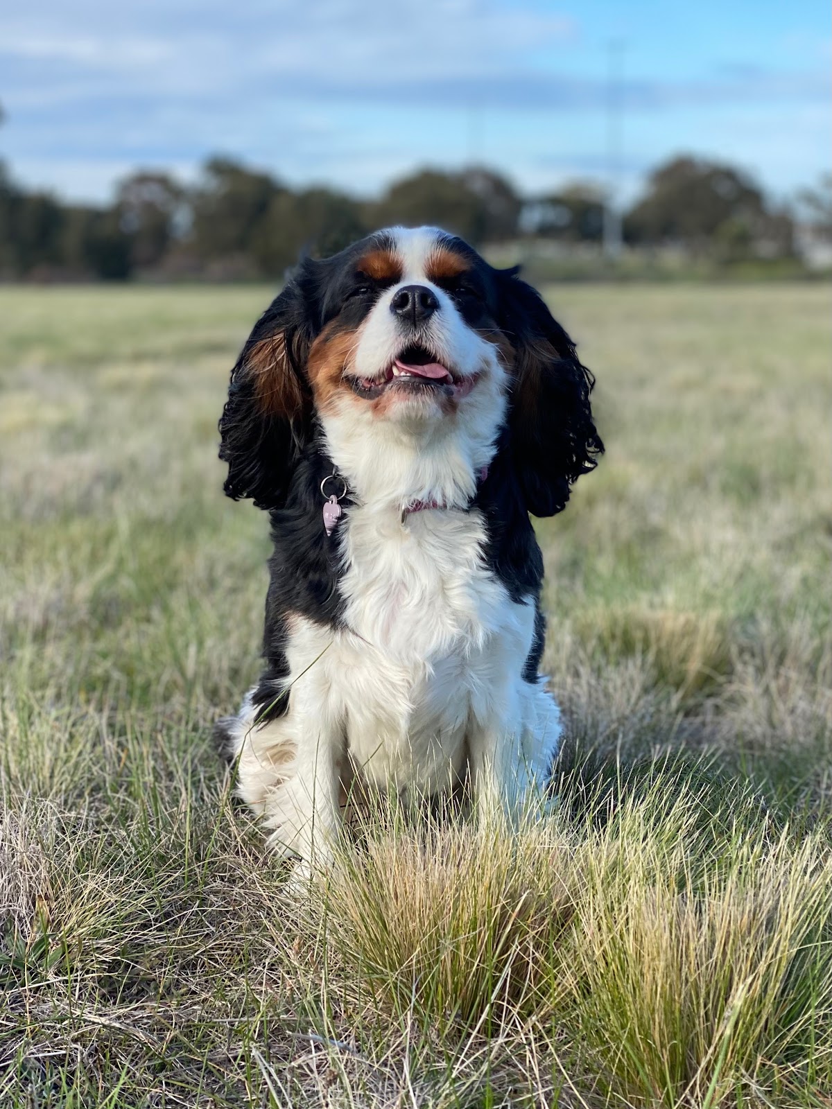Dogs of Melbourne pet grooming salon