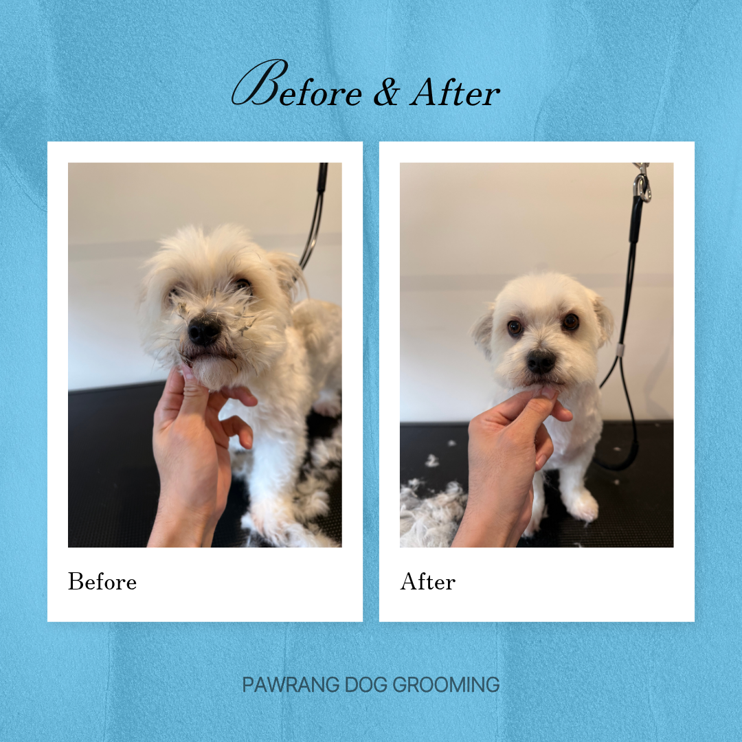 PawRang dog Grooming