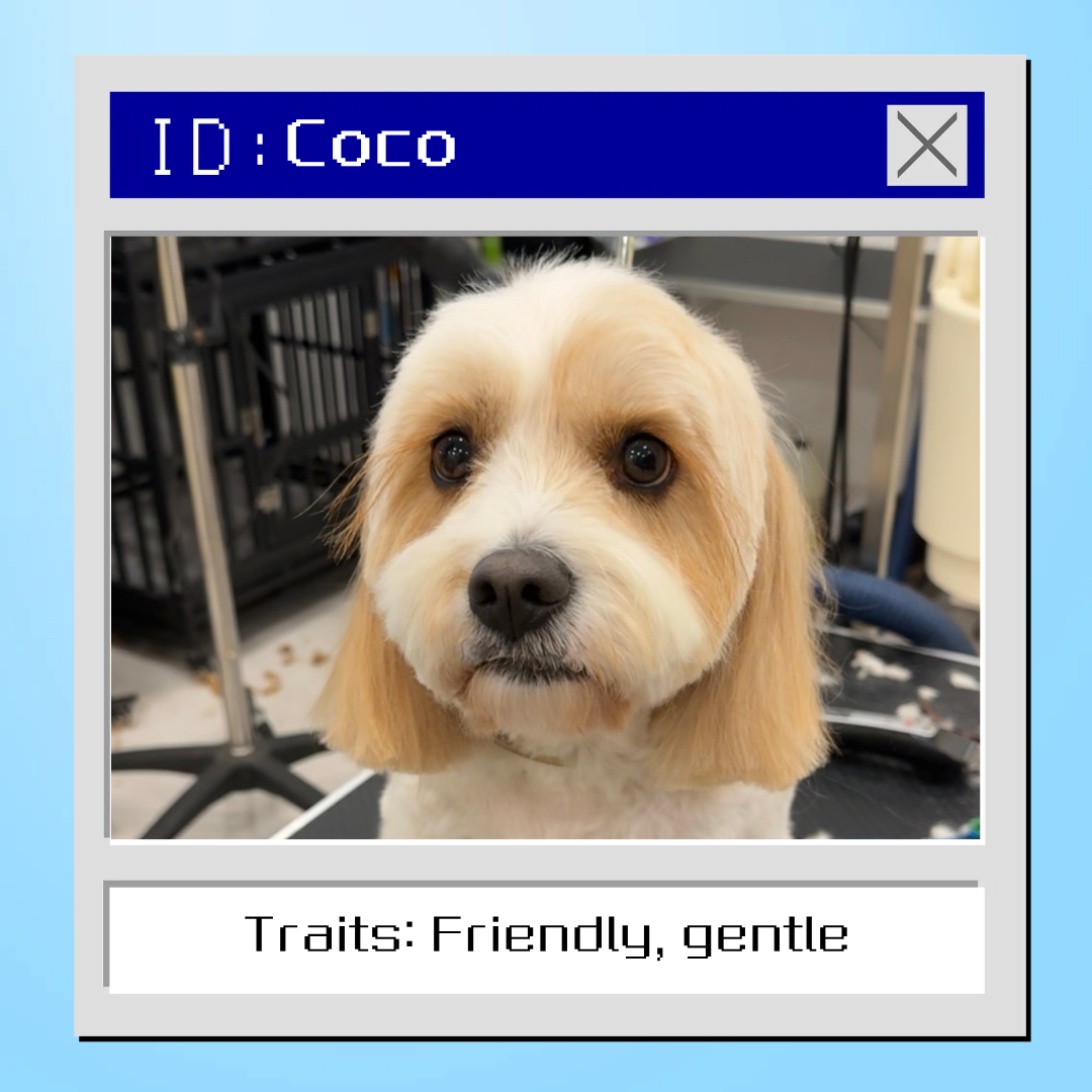 PawRang dog Grooming pet grooming salon - Photo 5