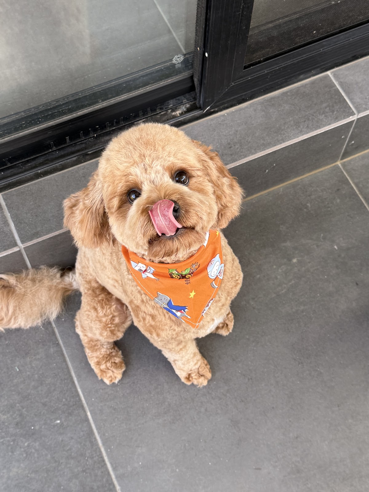 PawRang dog Grooming pet grooming salon - Photo 6