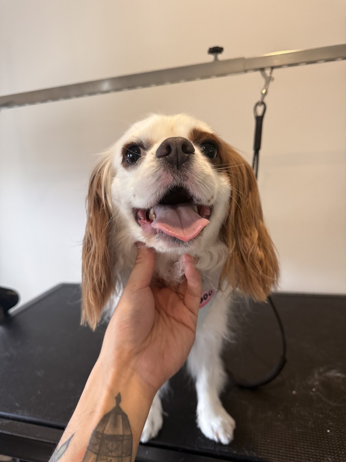 PawRang dog Grooming pet grooming salon - Photo 7