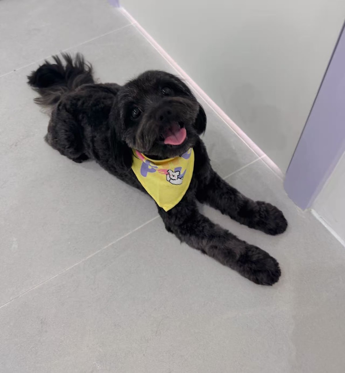 Hello Paw Pet Grooming pet grooming salon - Photo 7