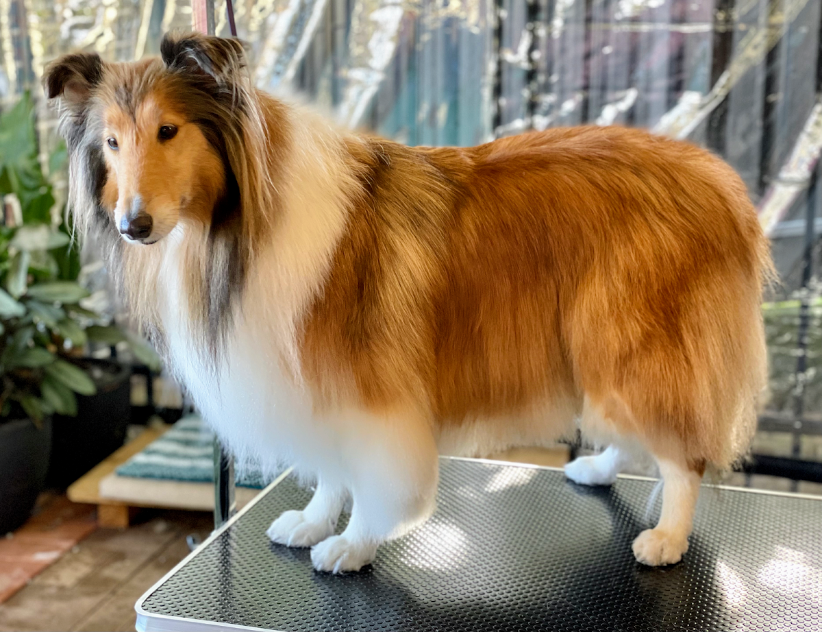Collie standing on grooming table, showcasing long coat and elegant posture.