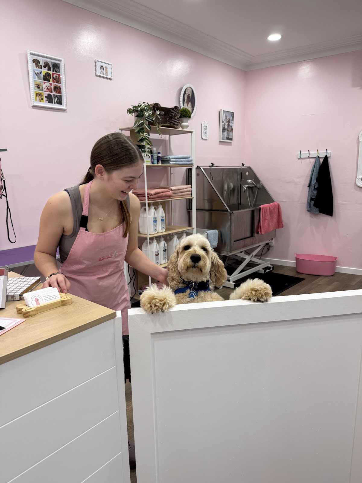 Cavoodle getting groomed by a groomer at a salon. Pink walls and grooming equipment visible.