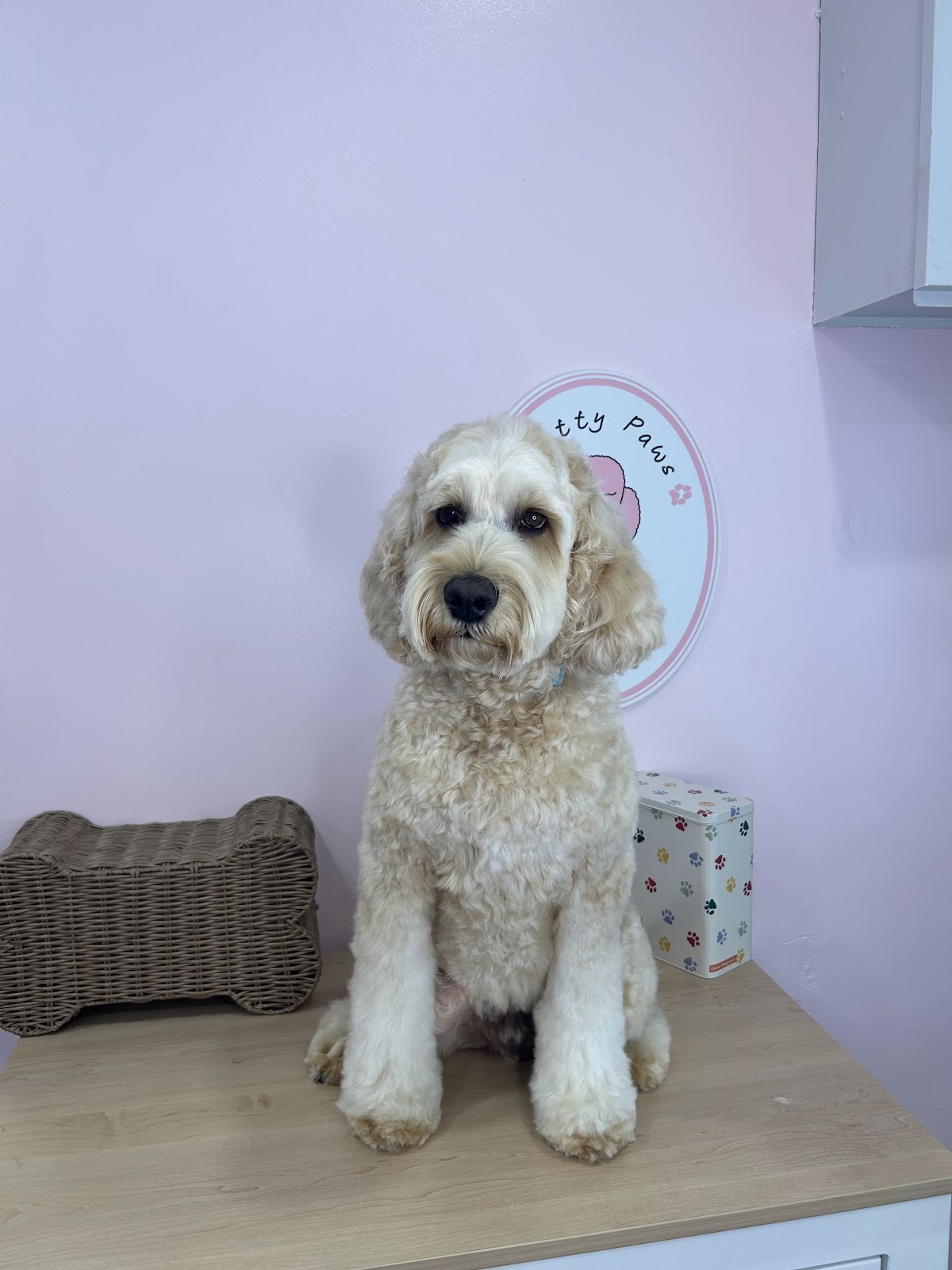 Cream Cavoodle with teddy bear cut sitting on a wooden table at grooming salon.