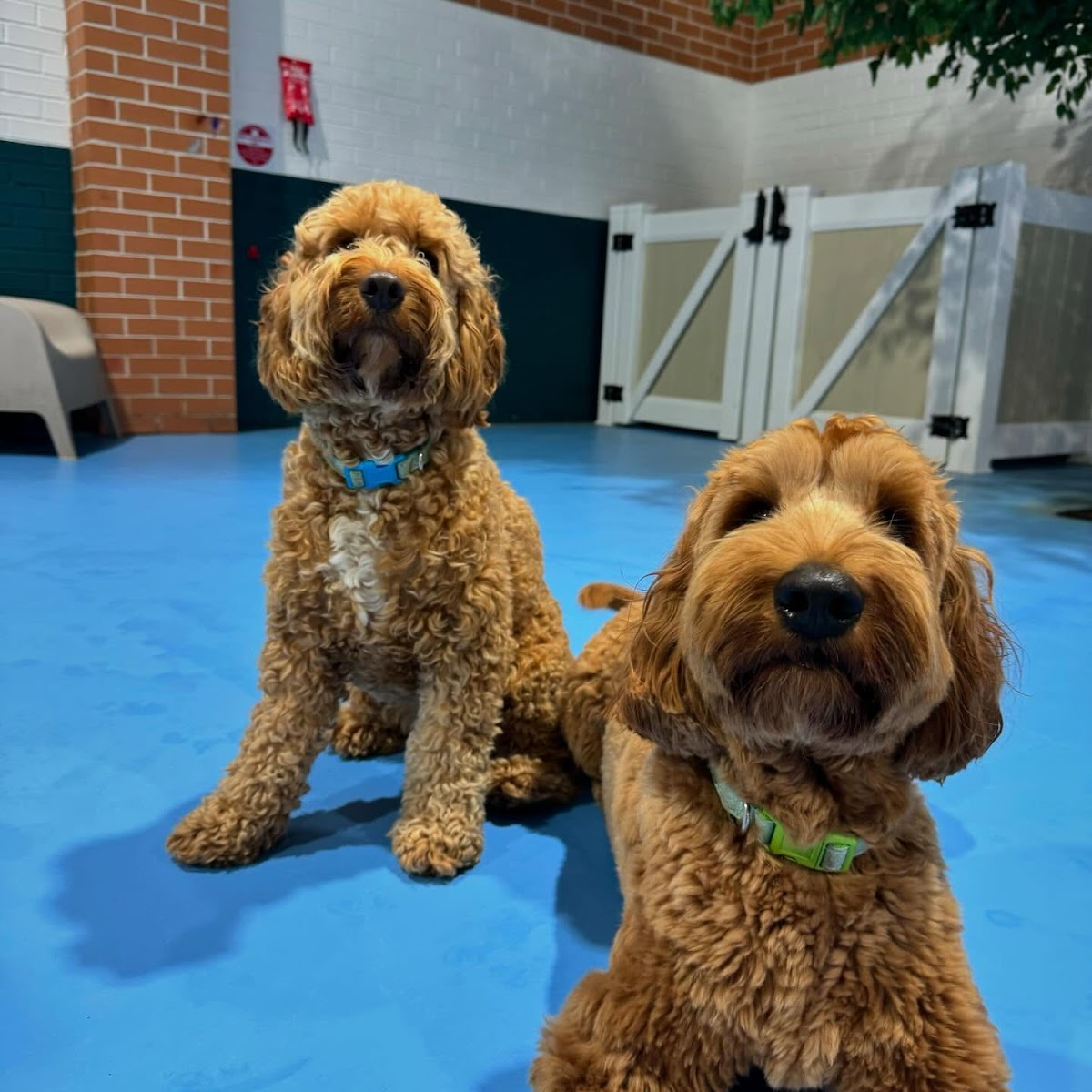 Kip Marrickville Dog Daycare & Boarding