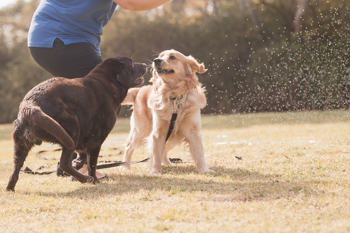 Two dogs, a labrador and golden retriever, playing outdoors. Fun dog portrait.