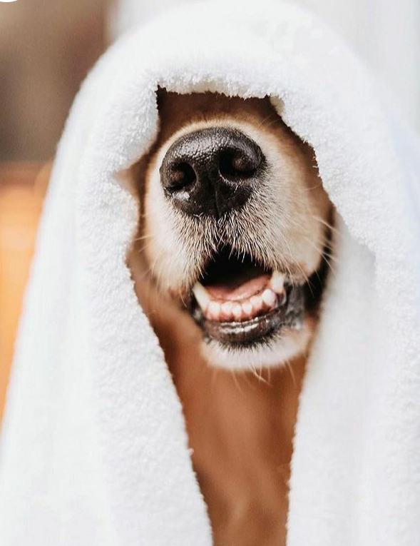 Golden Retriever dog with a happy grin wrapped in a towel after bath and dry grooming.