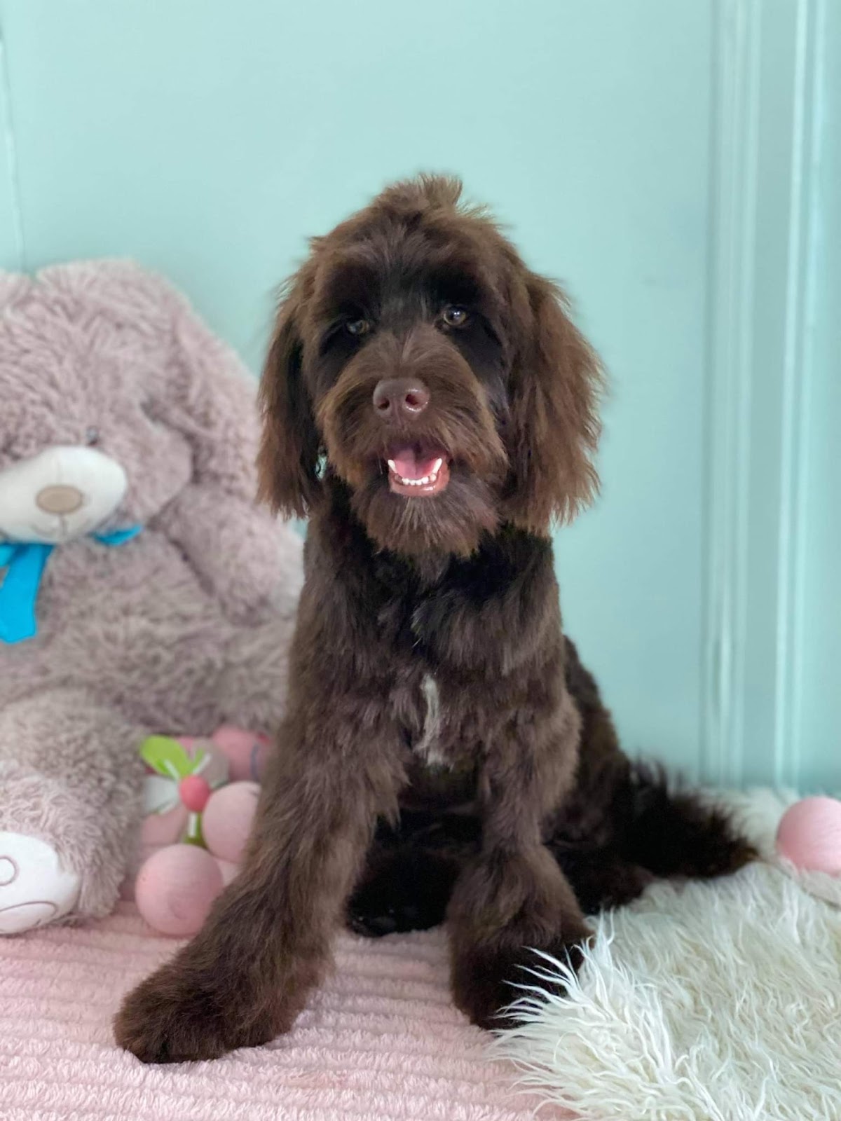 Madame Ma's Doggie Daycare & Grooming pet grooming salon