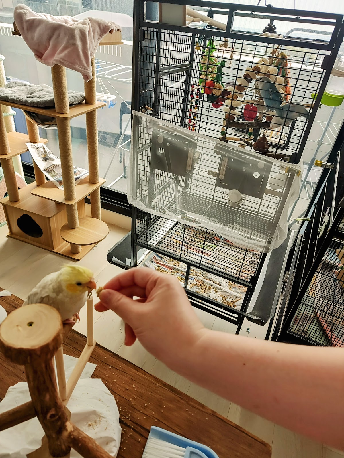 Bird cage with a cockatoo and cat toys visible in the background.