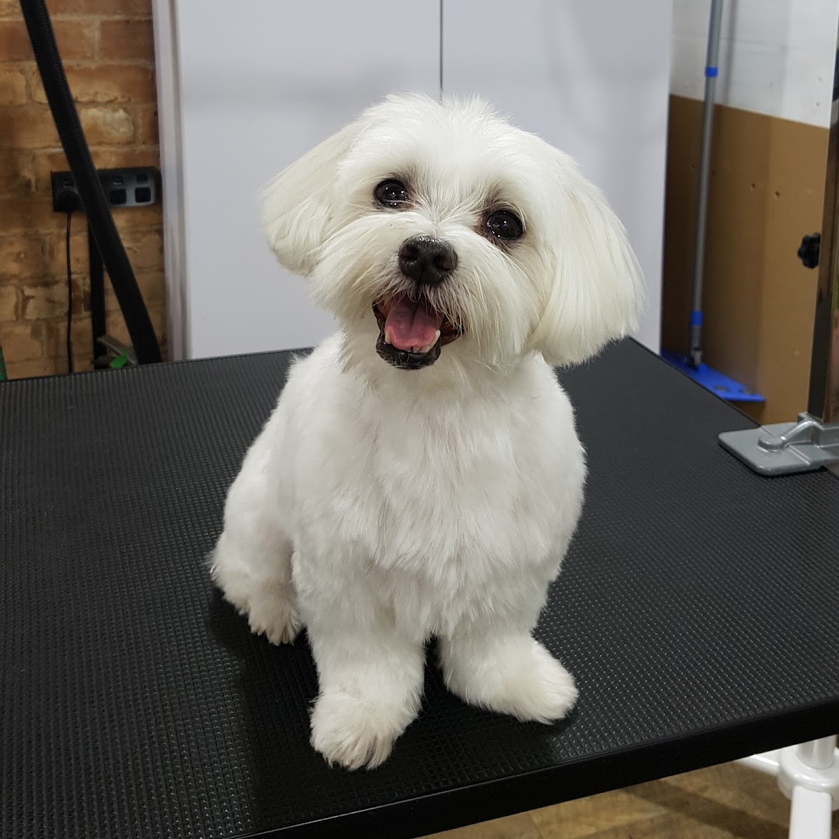 White Maltese dog sitting on grooming table, smiling. Salon setting visible in background.