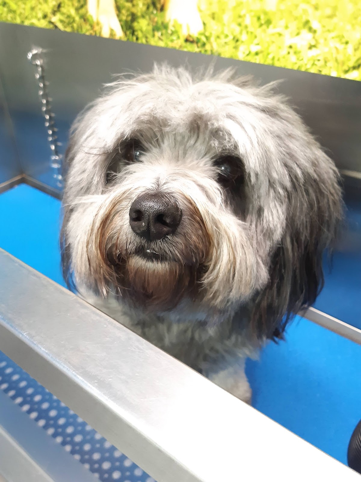 Cavoodle in grooming tub, likely undergoing bath and dry service at a pet salon.