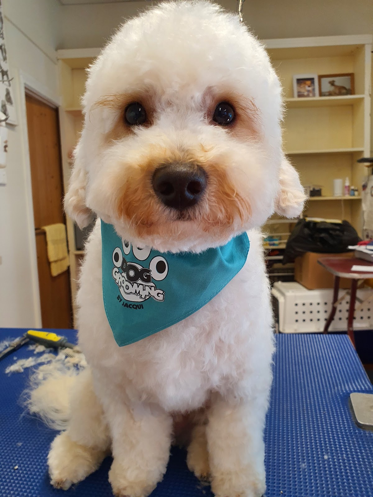 White Bichon Frise with teddy bear cut wearing a teal bandana at grooming salon.