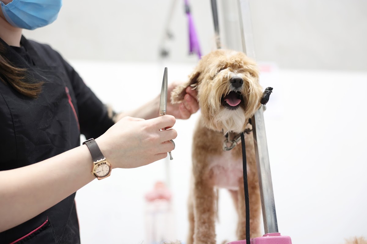 Groomer using scissors on a brown Groodle dog at grooming table.