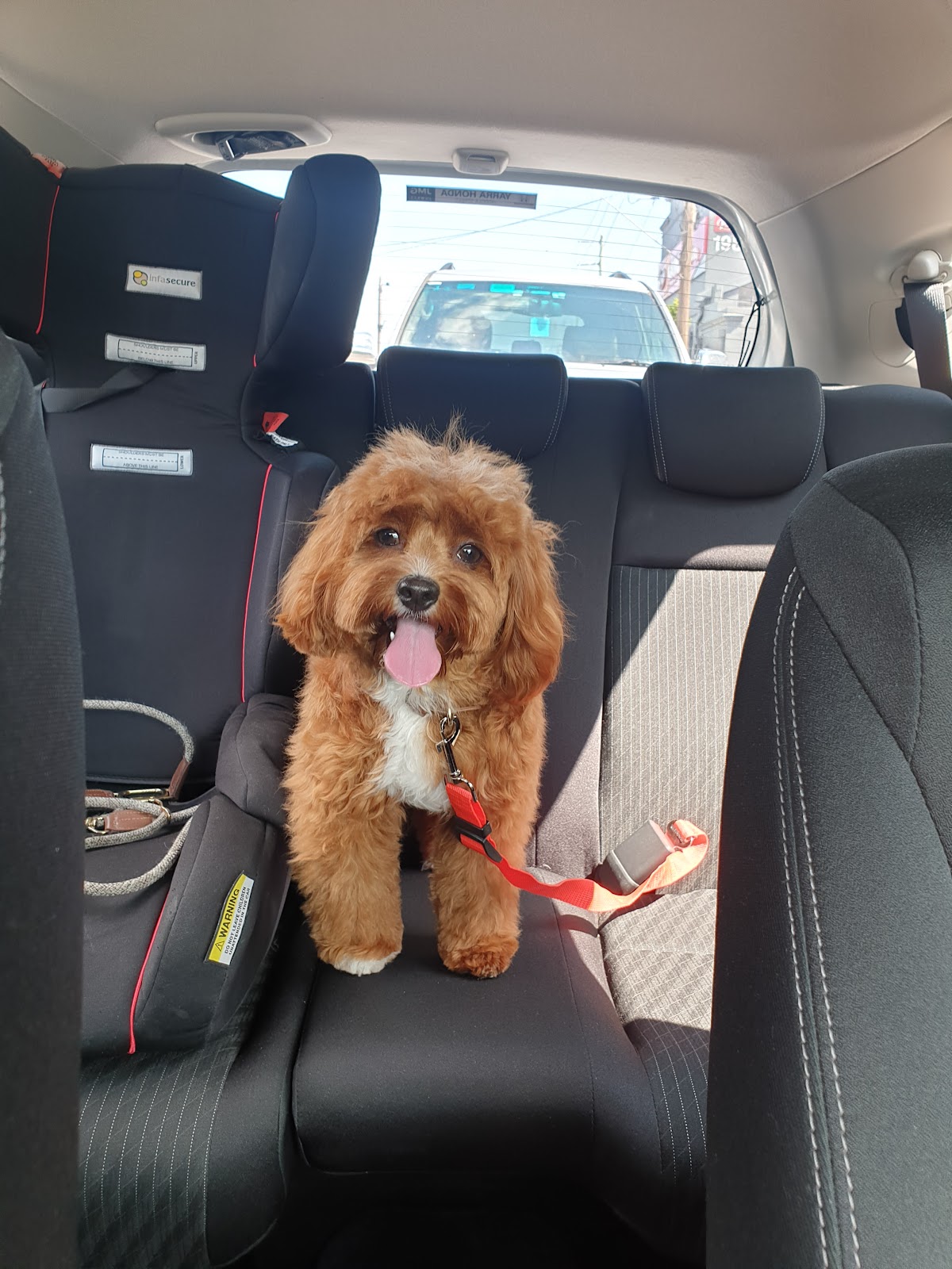 Cute Cavapoo dog sitting in car seat with a happy expression. Ready for grooming appointment.