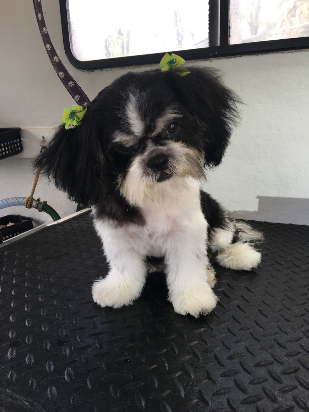 Pooch Parlour Mobile Dog Groomer Agnes Water & Surrounds