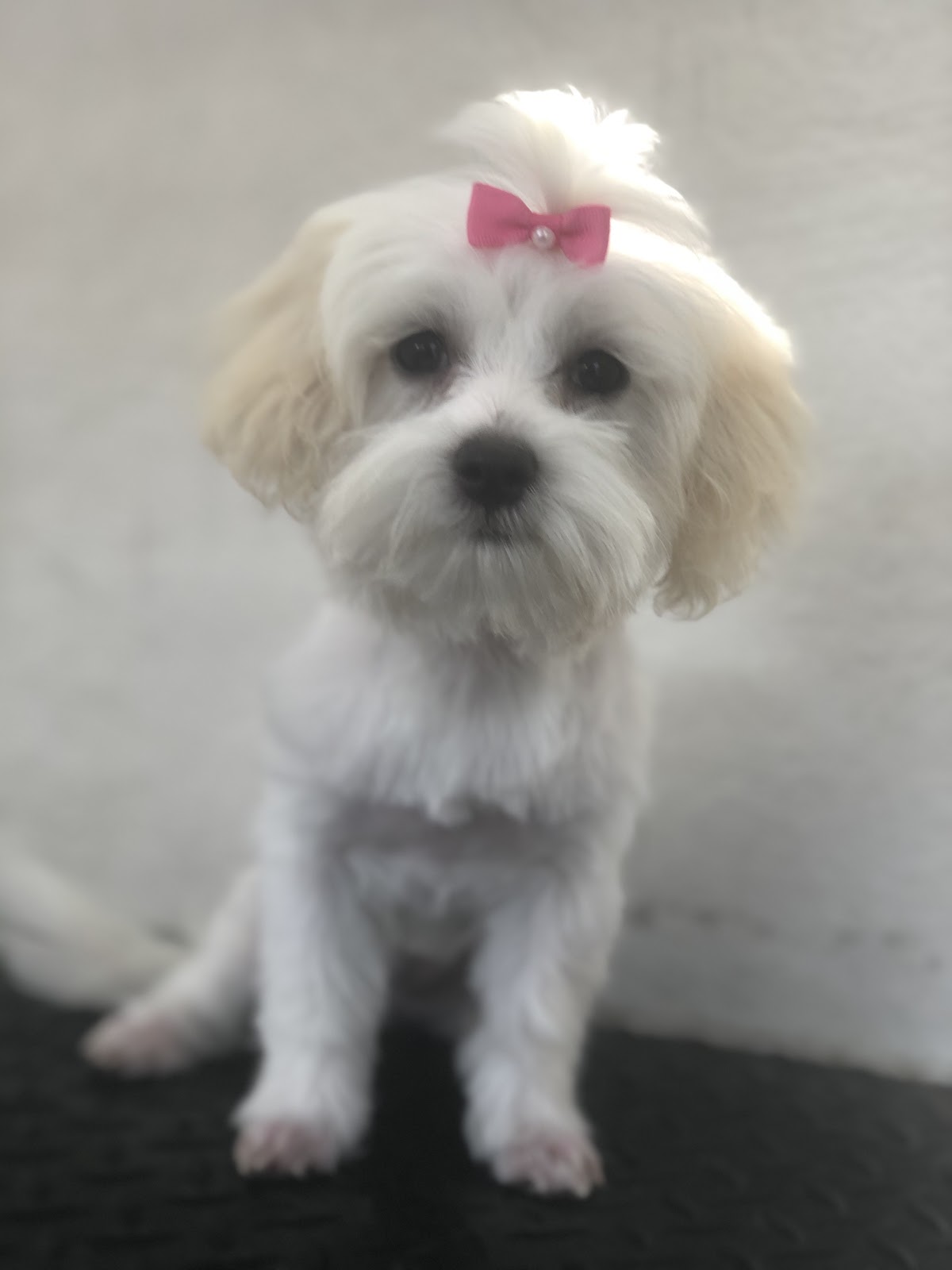 White Maltese dog with a pink bow, likely after bath and dry grooming.