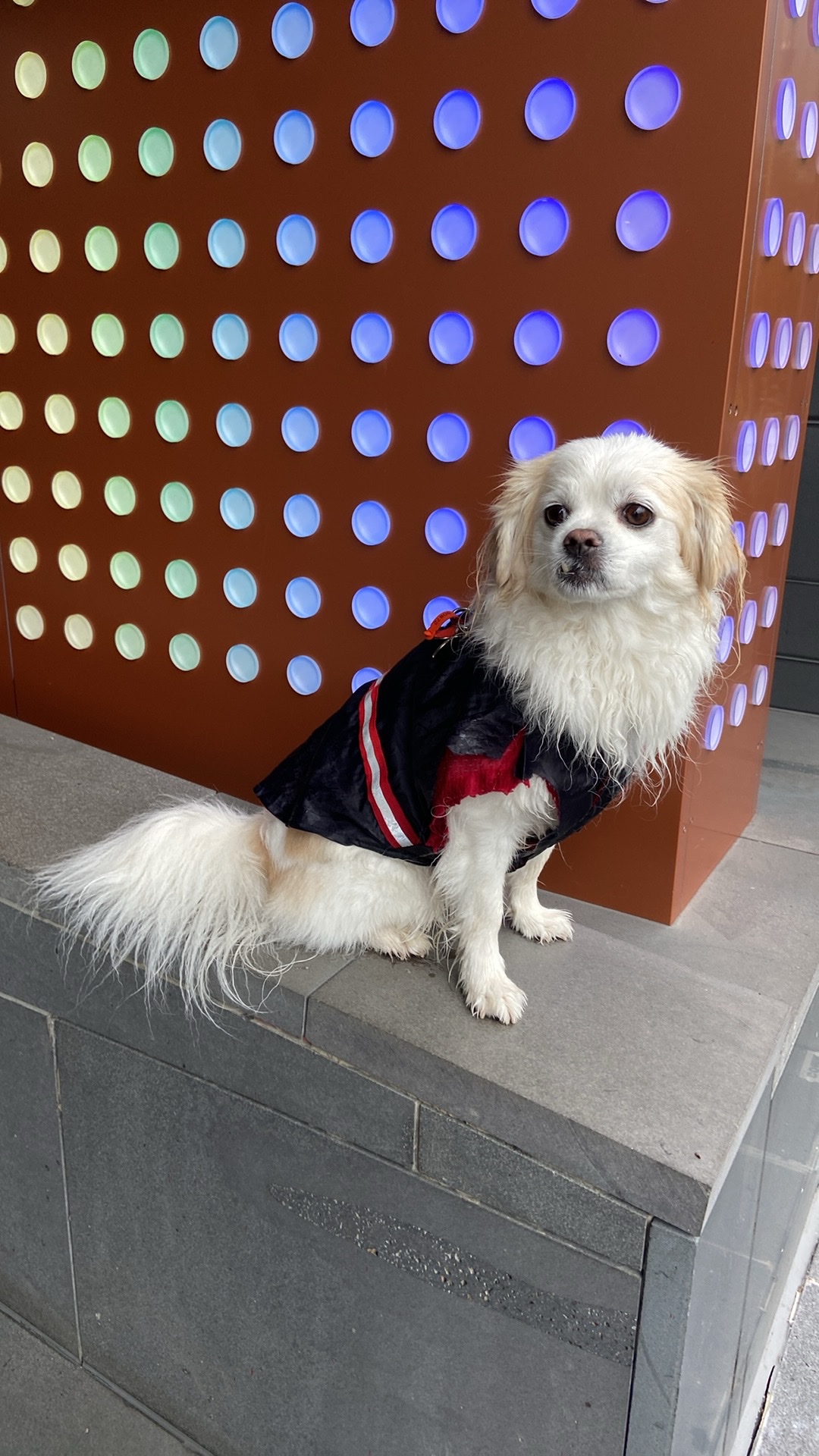 Habitat Pets Port Melbourne