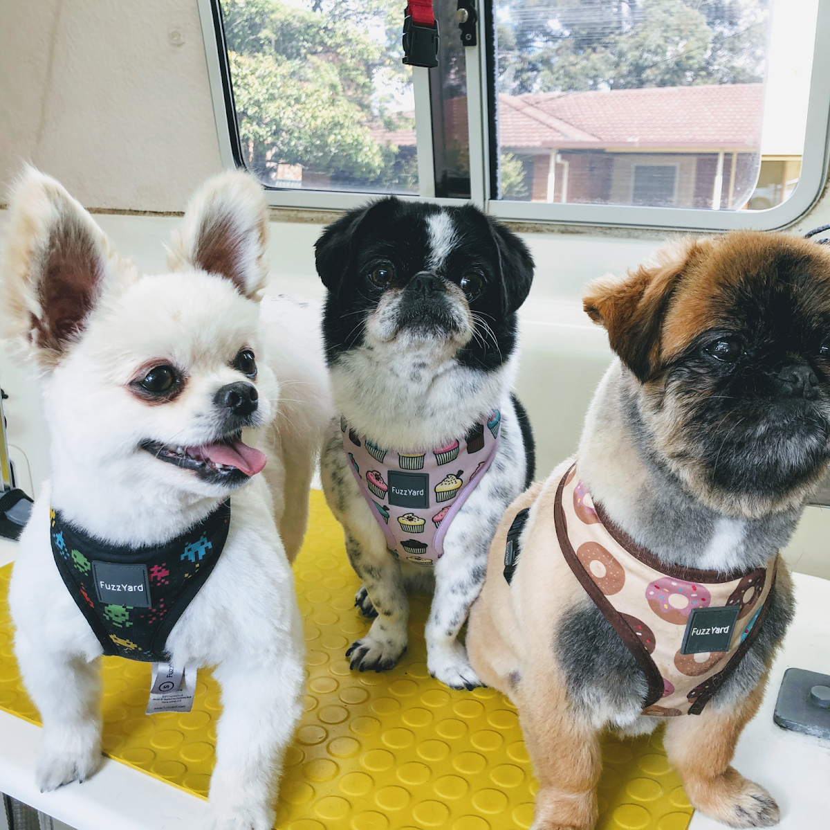 Hills Dog Grooming - HDG