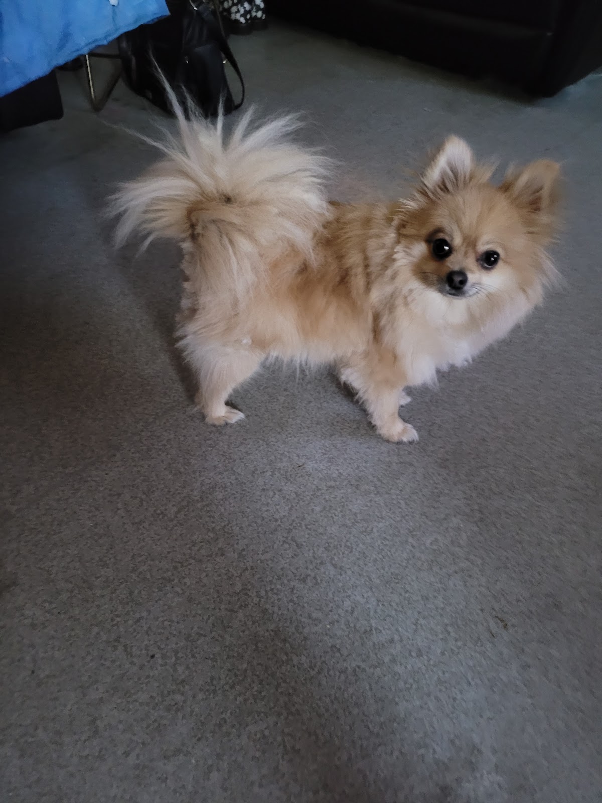 Dezign The Dog pet grooming salon - Photo 6