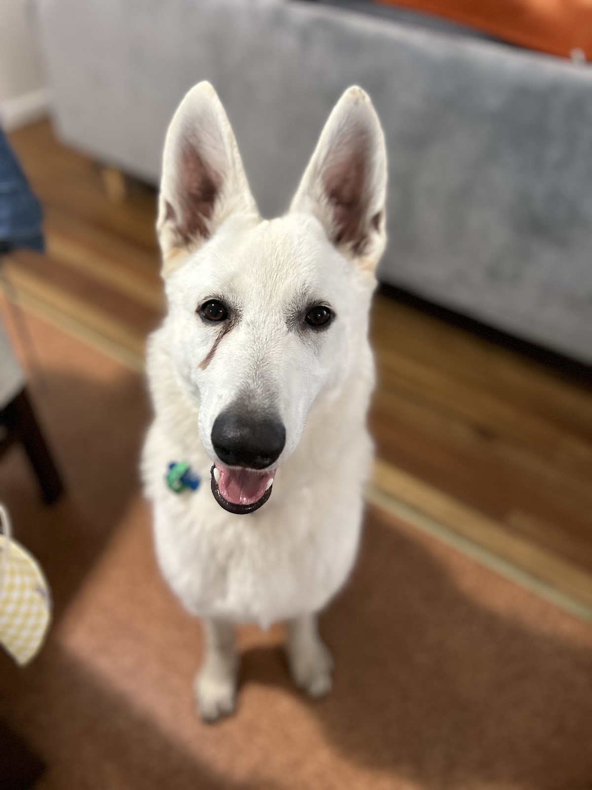 Cairns Pet Sitting pet grooming salon